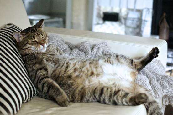 cat sleeping upside down on sofa