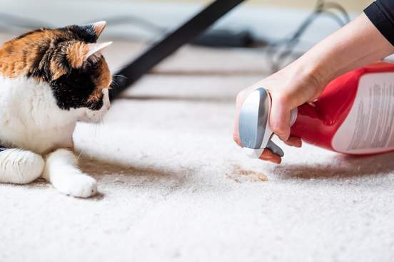 cat watching someone clean up mess on carpet