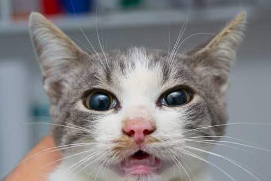 cat with dilated eyes