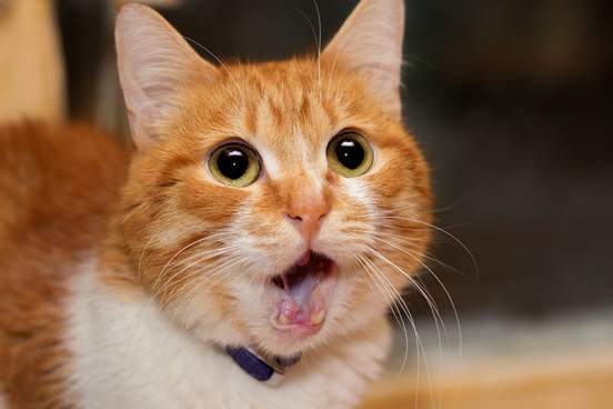 cat with open mouth