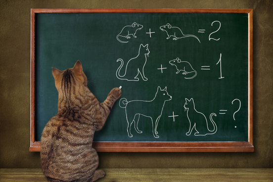 cat algebra