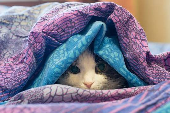 cat-in-blankets