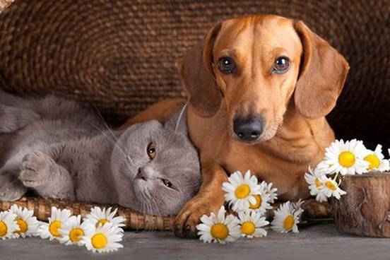 cat pals