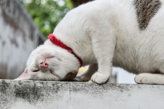 cat-scratching-head-photo