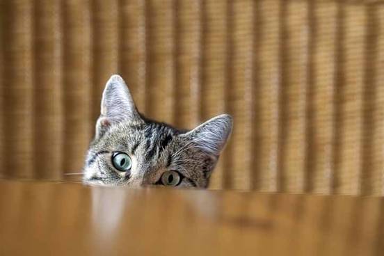 cat-sitting-at-table