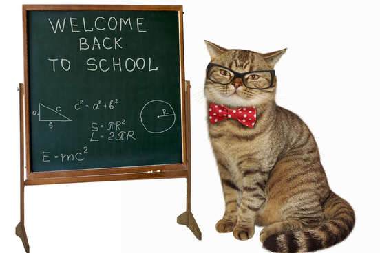 cat teacher demonstrating geometry