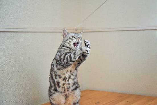 cat-with-both-paws-up