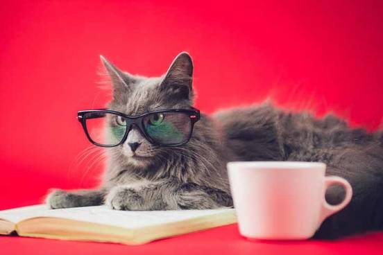 cat-with-glasses