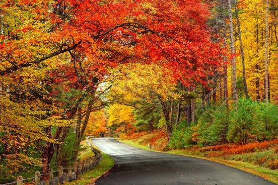changing-leaves-on-trees
