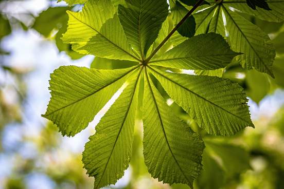 chestnut leaves seen from below