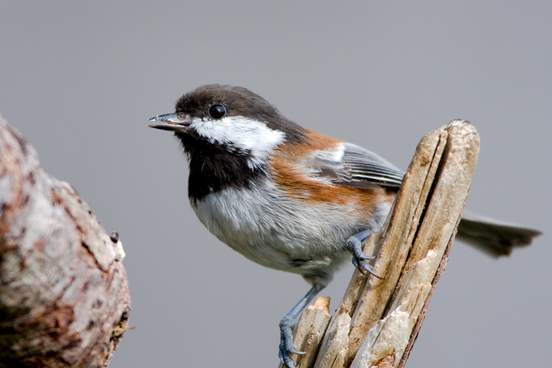 chestnut-backed chickadee sitting on a branch