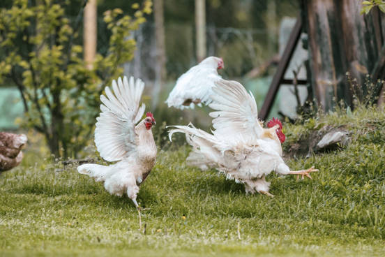 chicken