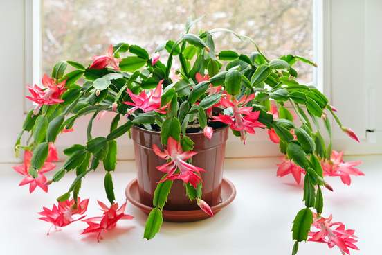 christmas cactus schlumbergera in pot