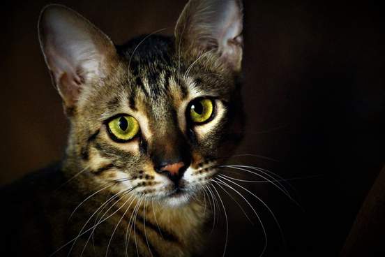 close up of cat with green eyes