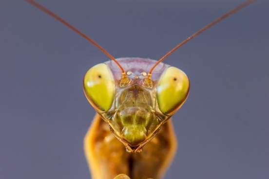 close up of praying mantis