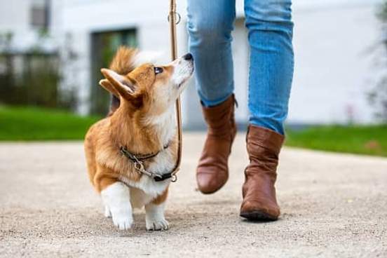 corgi walking with owner