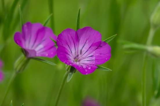 corn cockle flowers