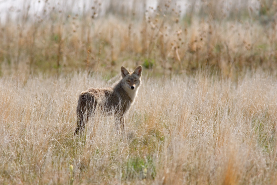 coyote