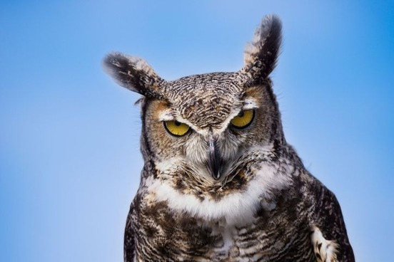 cranky disagreeable words cantankerous