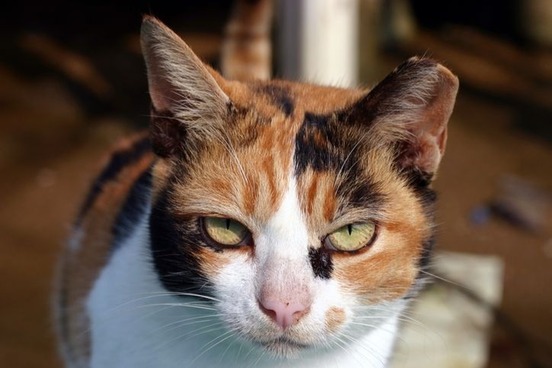 cranky disagreeable words fumish