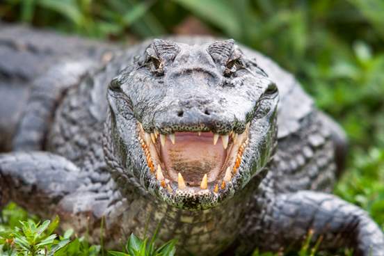 crocodile showing many teeth