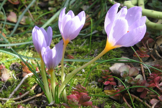 crocus