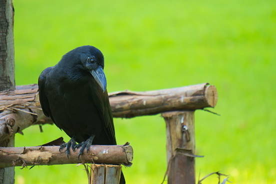 crow photo