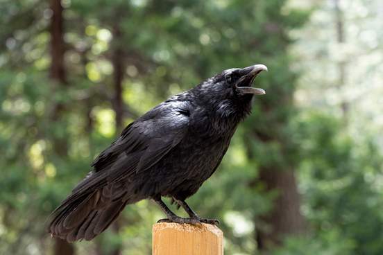 crow standing on a fencepost and cawing