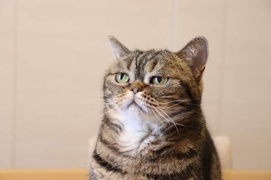 cute cat with a sleepy look