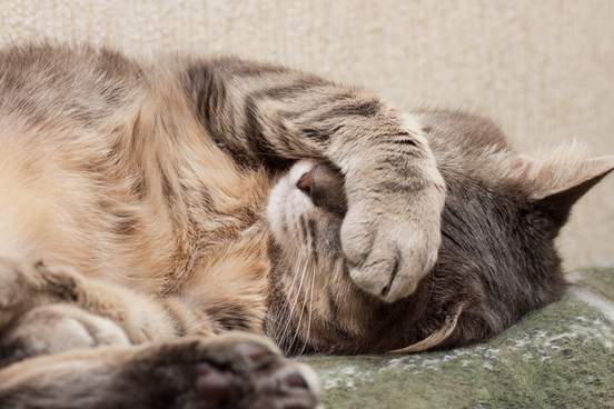 cute sleeping gray domestic cat closeup portrait