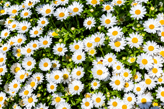 daisy