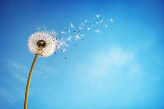 dandelion-on-breeze