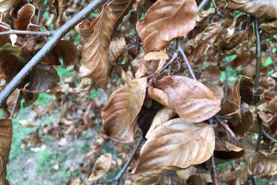 dead beech tree leaves remaining on a branch