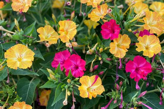 decorative plant marvel of peru mirabilis jalapa 