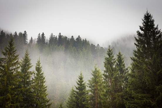 dense fog among the fir trees in a mountain valley