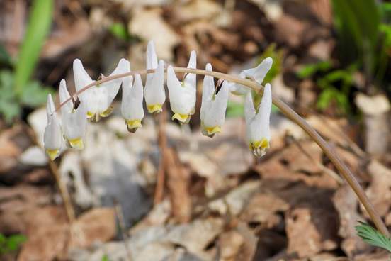 dicentra cucullaria dutchmans breeches native north american woodland spring wildflower