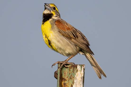 dickcissel bird sitting on a post