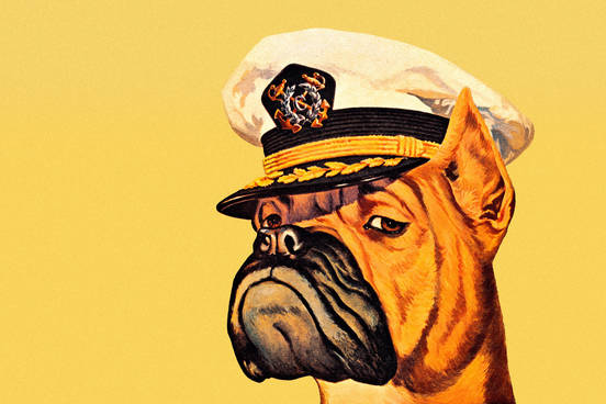 dog in a cap