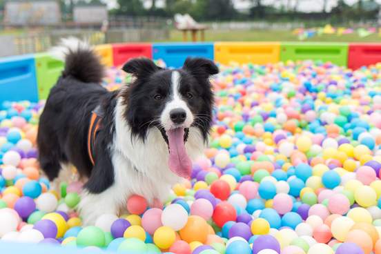 dog in pool with lots of balls