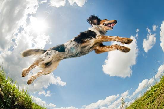 dog leaping in field