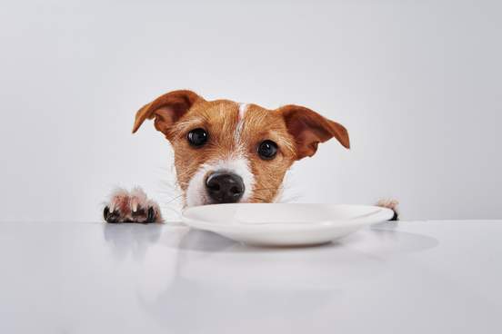 dog looking over an empty white plate on table