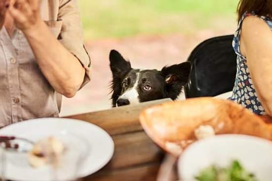 dog waiting by picnic table