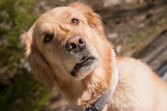dog with a perplexed expression