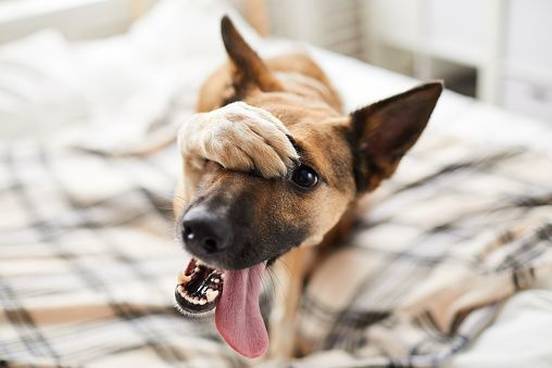 dog-covering-eye