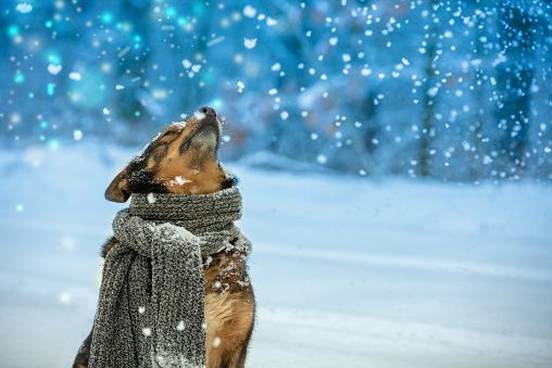 dog-in-snow