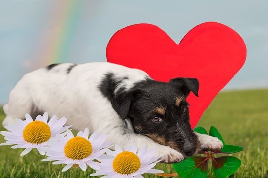 dog laying down with heart