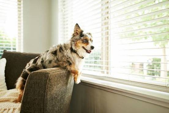 dog-looking-out-window