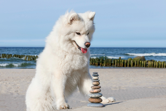 dog metaphorically doing calculus because calculus means pebble in latin and the dog is looking at a stack of pebbles