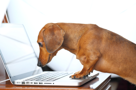 dog on computer