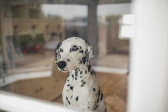 dog-staring-out-window